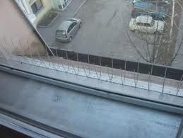 galambriaszto_3.jpg